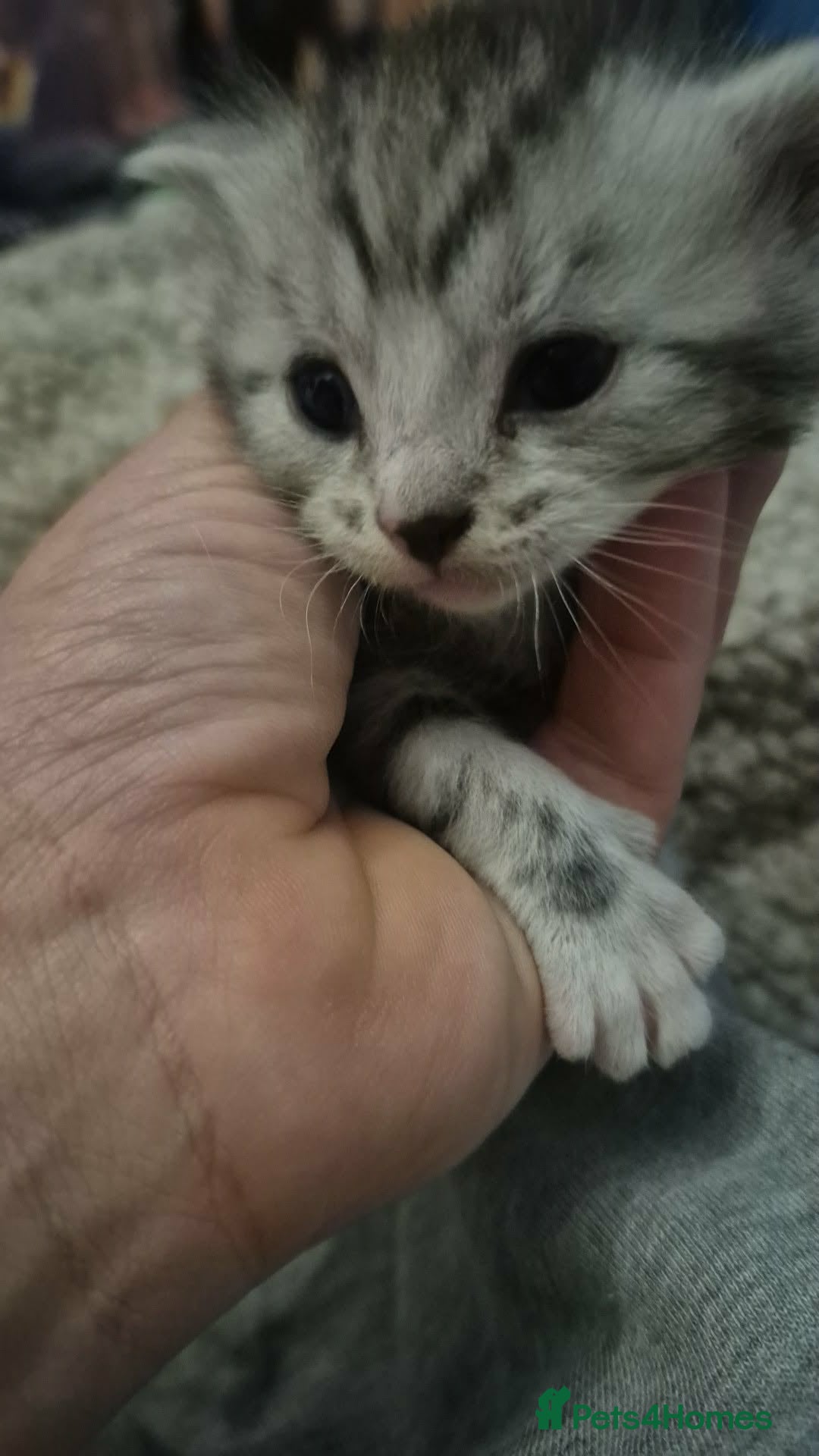 Mixed Breed cats Beautiful female kitten  - Advert 1