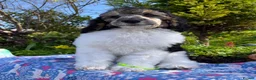 Standard Poodle dogs for sale: Standard poodle Fully vac Ready Now 1BOY LEFT  - Advert 11