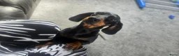 Dachshund dogs for sale: Minature Dachshund puppies 1 boy left! - Advert 3