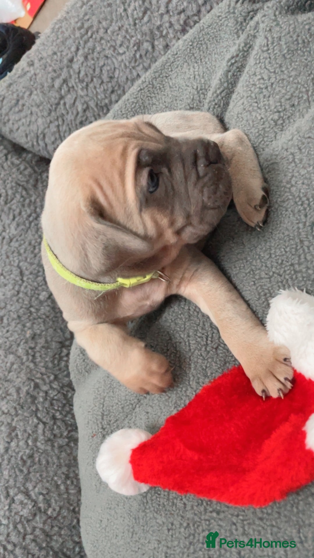 Cane Corso dogs for sale: CANE CORSO TOP QUALITY STRAJANO BLOODLINE FERMINTO - Advert 4