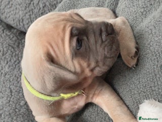 Cane Corso dogs CANE CORSO TOP QUALITY STRAJANO BLOODLINE FERMINTO - Advert 5