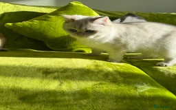 British Longhair cats for sale: British Longhair and Shorthair kittens for sale - Image 14