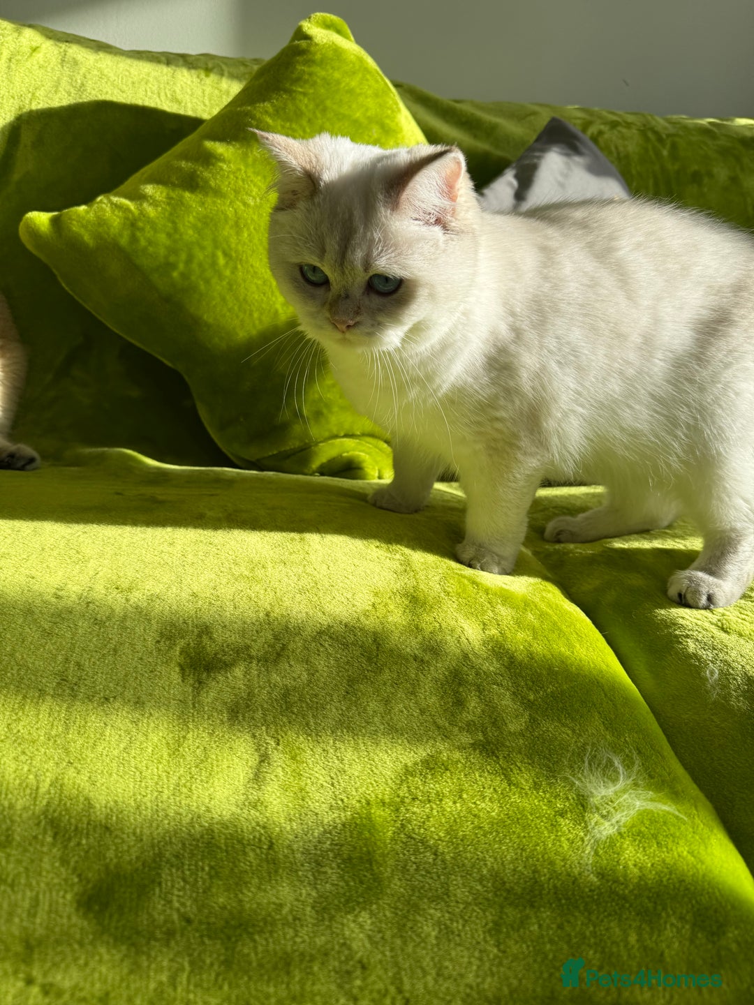 British Longhair cats for sale: British Longhair and Shorthair kittens for sale - Image 14