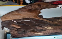 Labrador Retriever dogs for sale: Chunky Chocolate kc reg Labradors  - Image 6