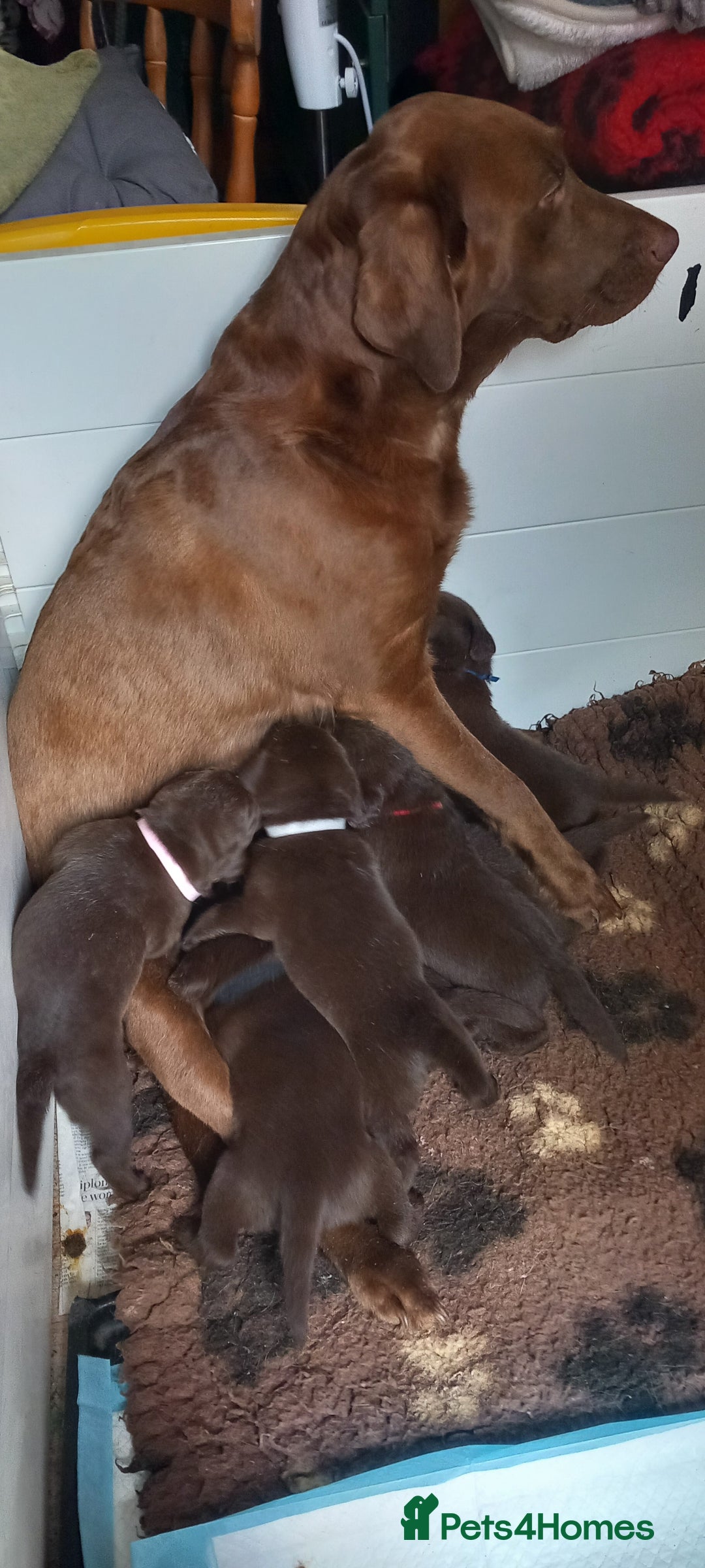 Labrador Retriever dogs for sale: Chunky Chocolate kc reg Labradors  - Image 6