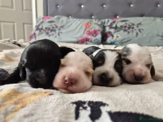 Cocker Spaniel dogs 4x show cocker spaniel puppies. - Advert 15