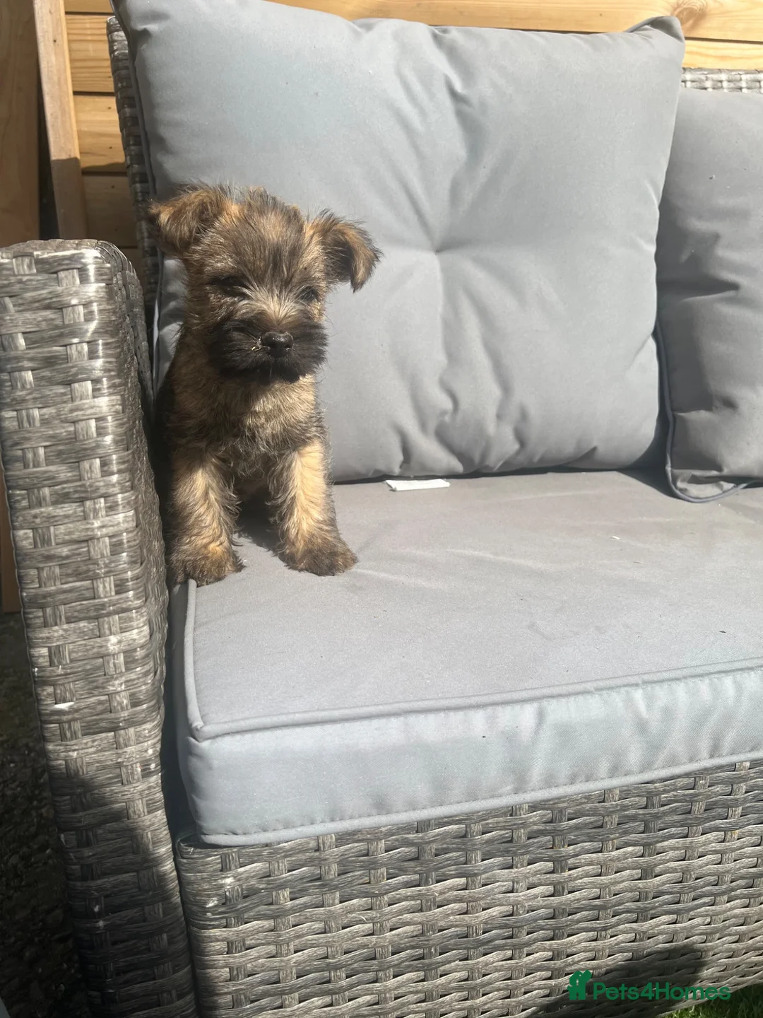 Cairn Terrier dogs for sale: Cairn terrier puppy’s  - Advert 15