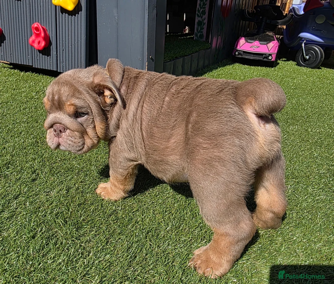English Bulldog dogs for sale: Litter of bulldogs  - Advert 2