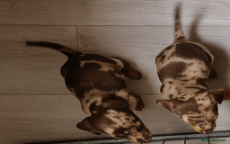 Dachshund dogs for sale: Beautiful dachshund girls  - Image 2