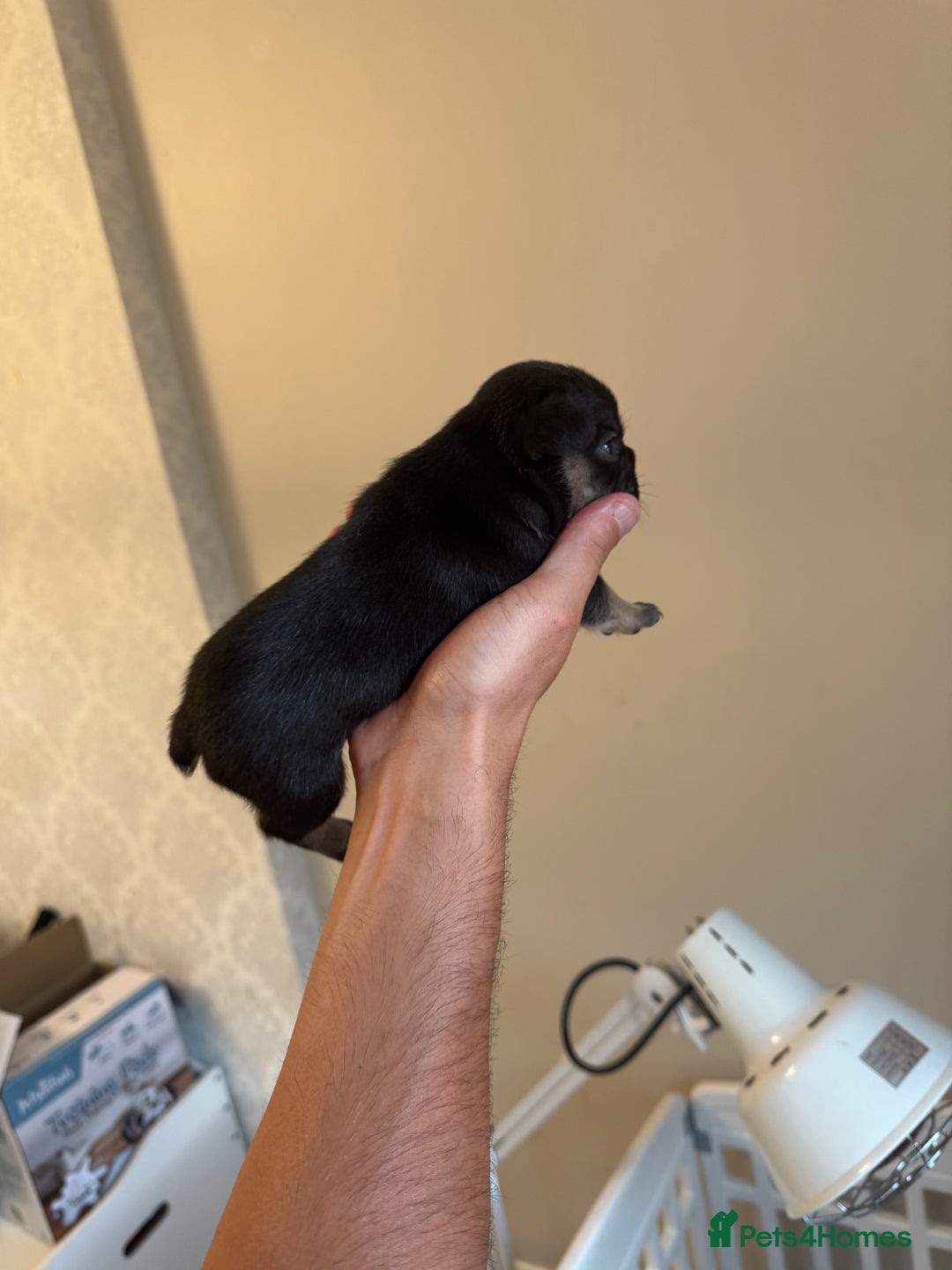 French Bulldog dogs for sale: French bulldog puppies🩷🩵 - Image 8