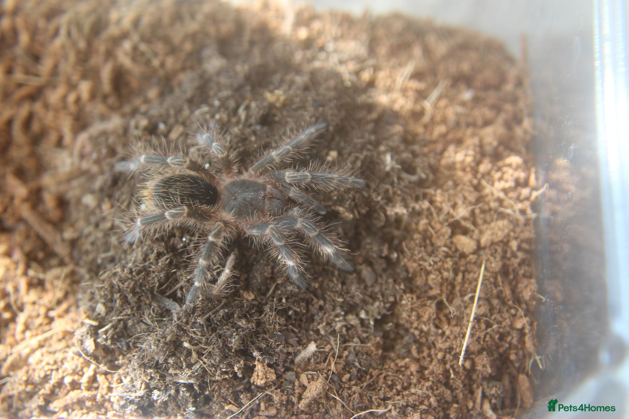Tarantulas invertebrates Tarantulas for sale - Advert 1