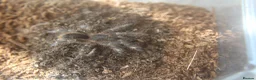 Tarantulas invertebrates for sale: Tarantulas for sale - Advert 1