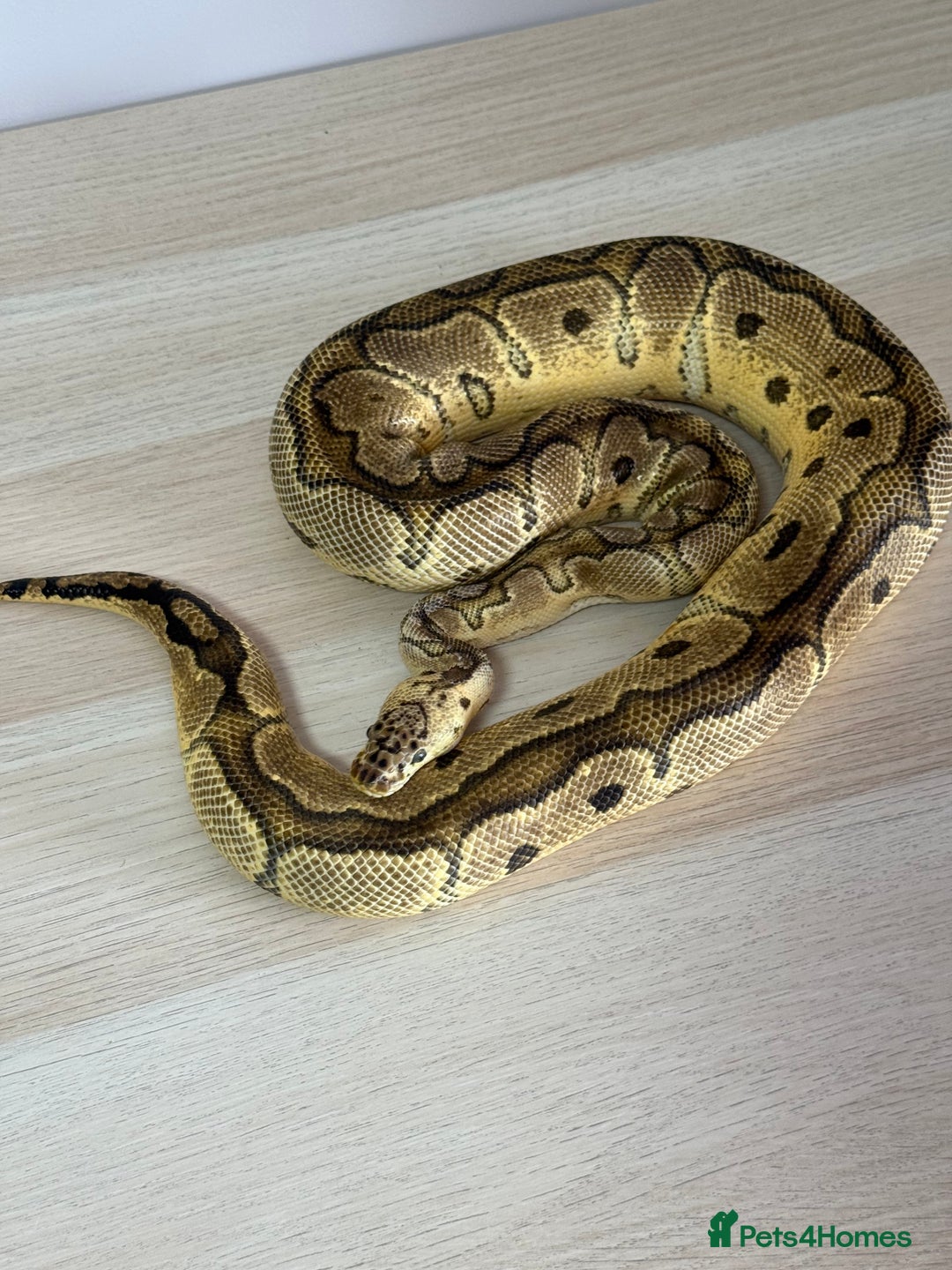 Python Snake reptiles for sale: Ball Pythons for sale (Adults & Babies) - Image 4