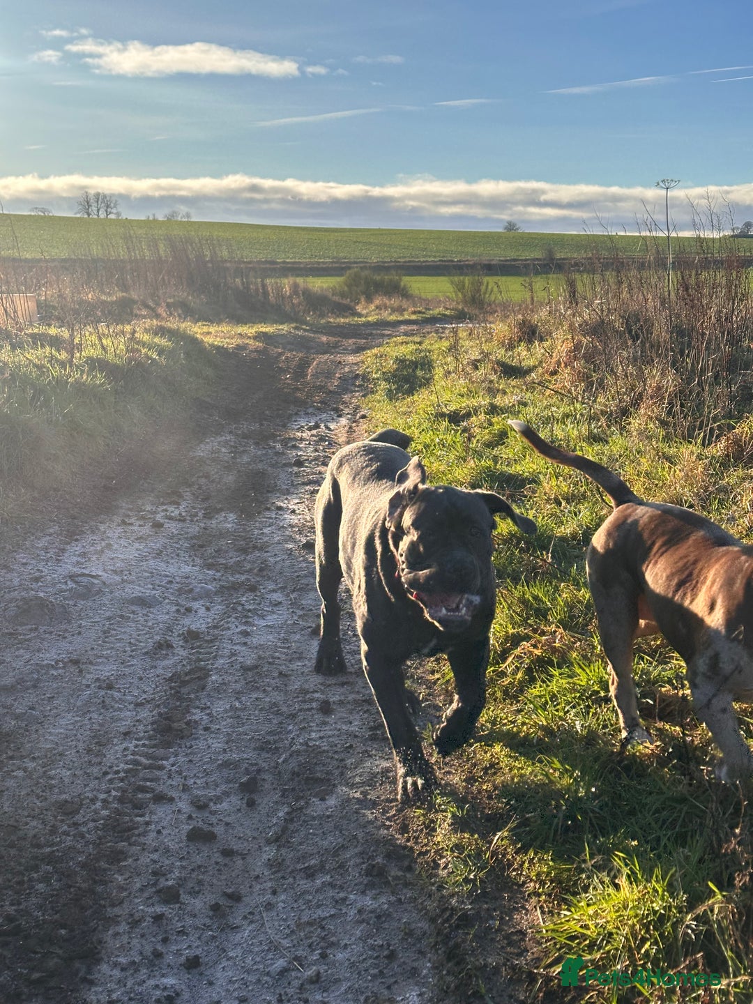 Mixed Breed dogs for sale: Stunning litter of puppies ***cheap*** - Advert 12