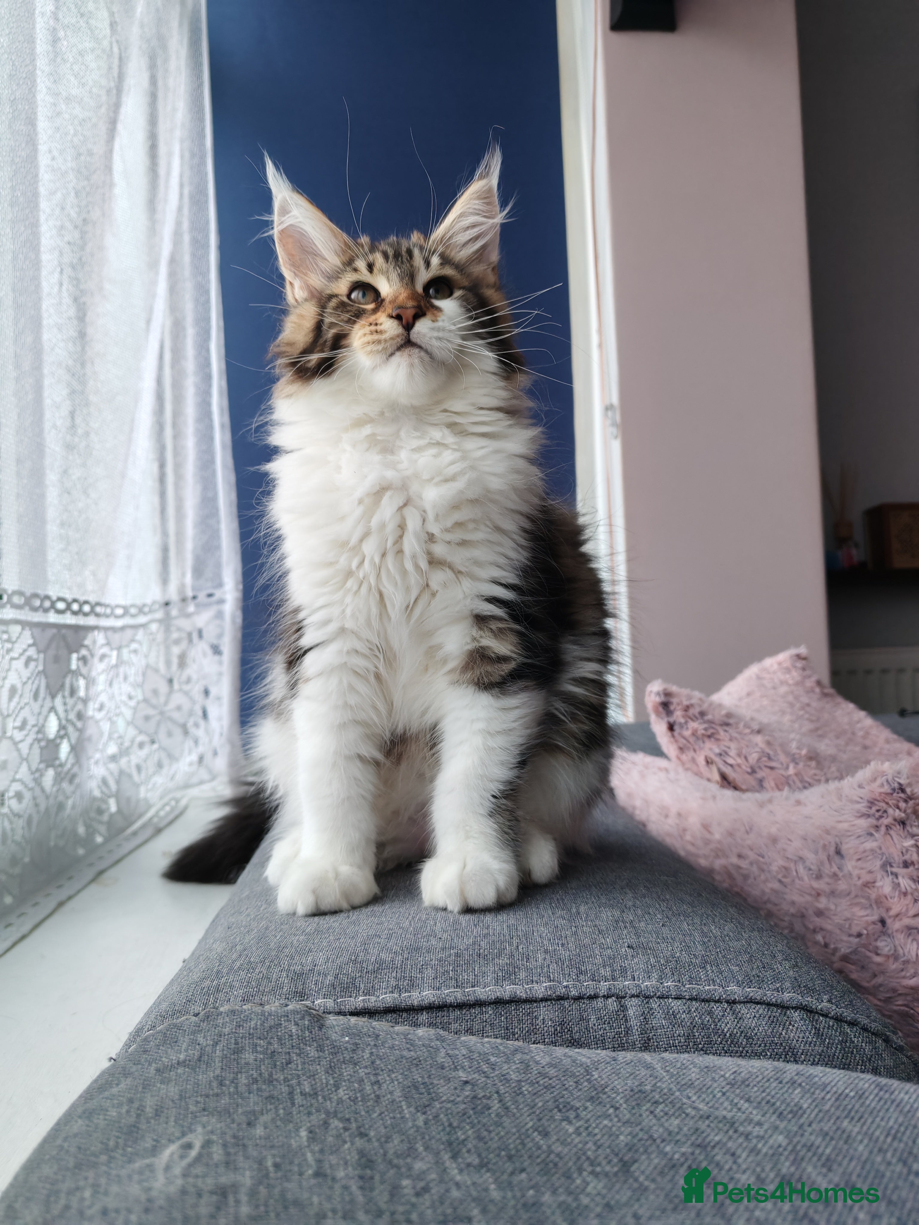 Maine Coon cats Purebred Maine coon 😍😍 - Advert 8