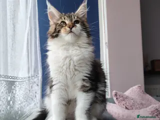 Maine Coon cats Purebred Maine coon 😍😍 - Advert 8
