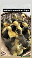 Chickens poultry - Advert 10