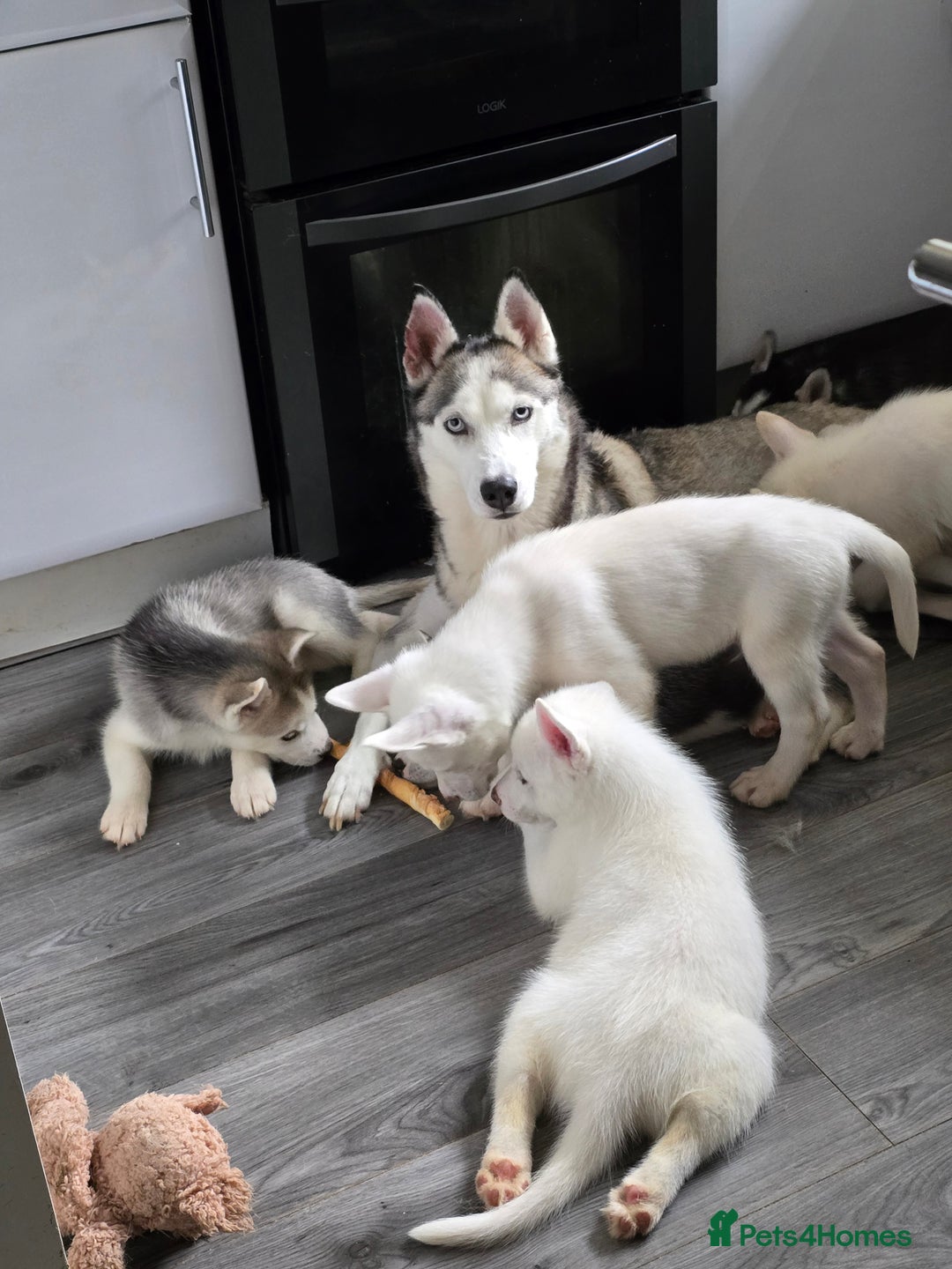 Siberian Husky dogs for sale: 2 White Siberian Huskys - Image 9