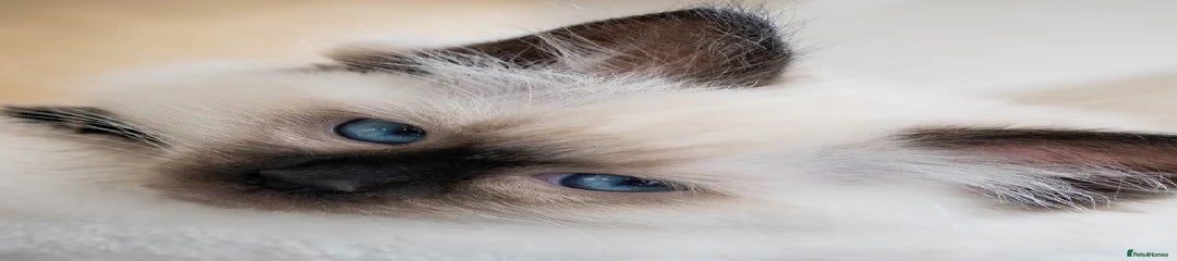 Ragdoll Kitten 1