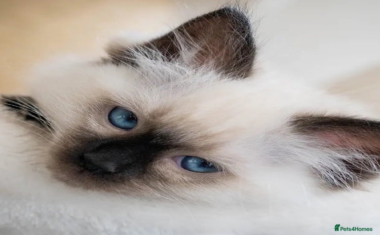 Ragdoll cats - Advert 15