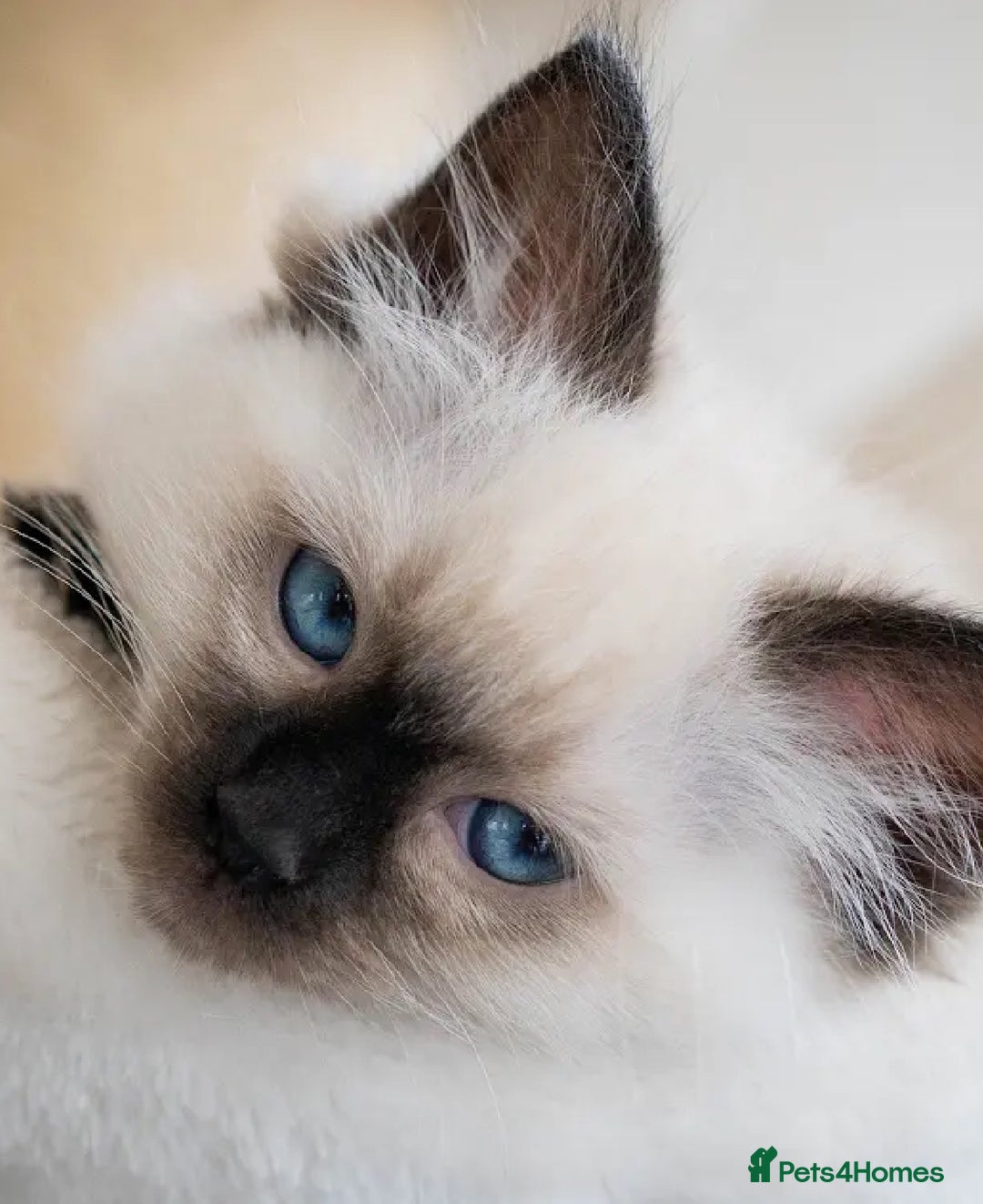 Ragdoll cats for sale: Beautiful Ragdoll Queen - Image 1