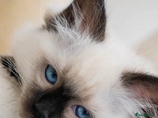 Ragdoll cats - Advert 36