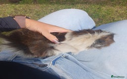 Guinea Pig rodents for sale: Beautiful guinea pigs  - Image 5