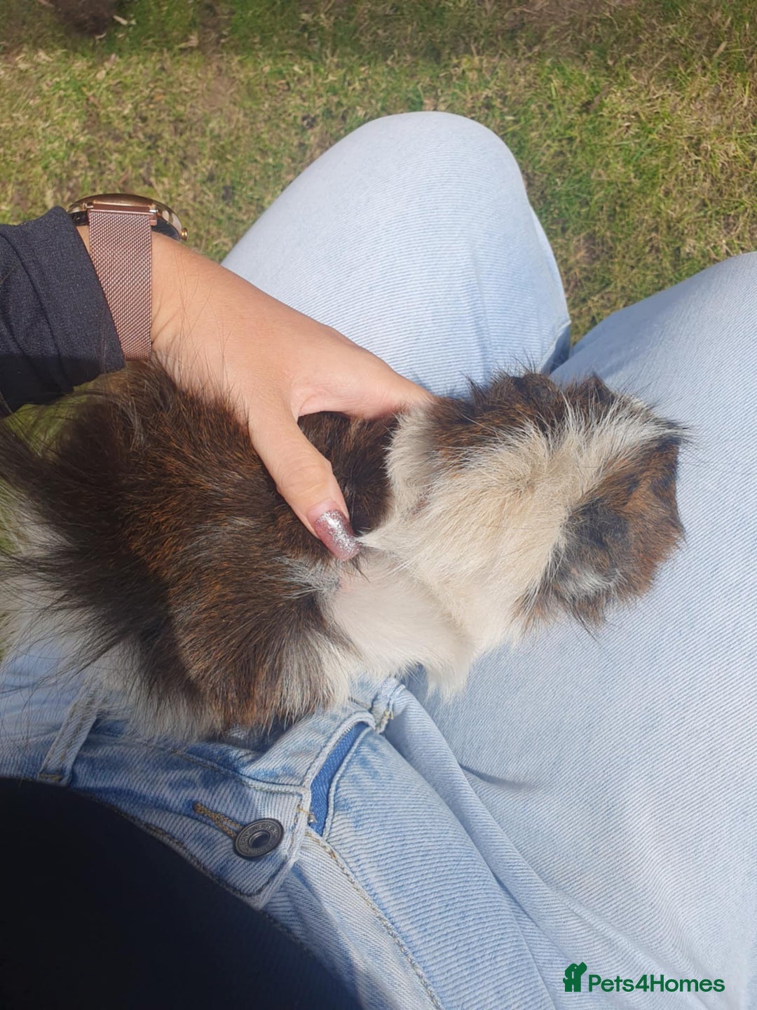 Guinea Pig rodents for sale: Beautiful guinea pigs  - Image 5
