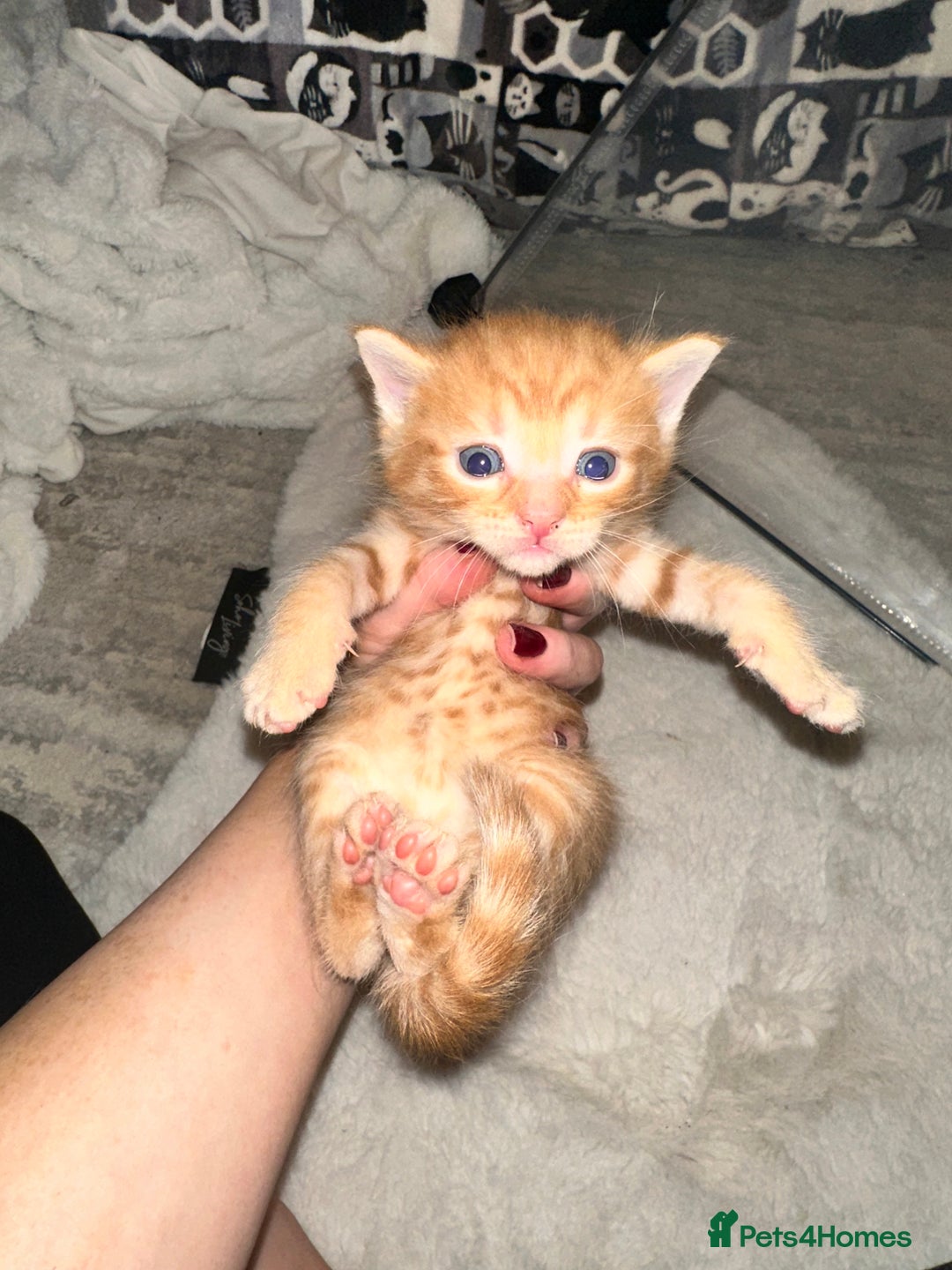 Maine Coon cats for sale: 5 MAINE COON X BABIES FOR SALE  - Advert 13