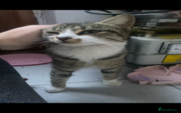 Mixed Breed cats for sale: Rescue kittens  - Image 8