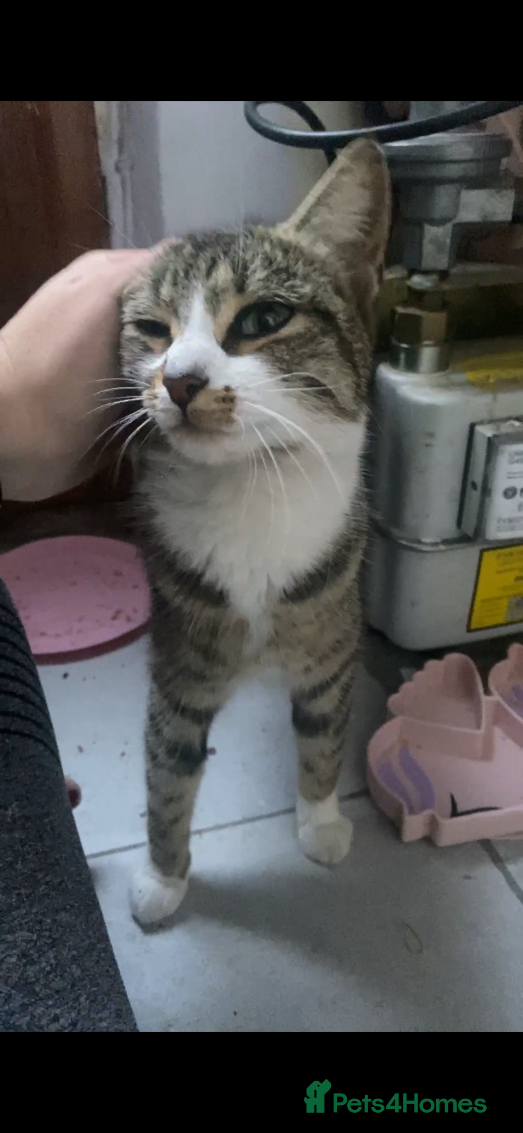 Mixed Breed cats for sale: Rescue kittens  - Image 8