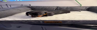 Miniature Dachshund 2
