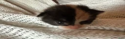 British Shorthair cats for sale: 3 Gorgeous little ladies  - Advert 11