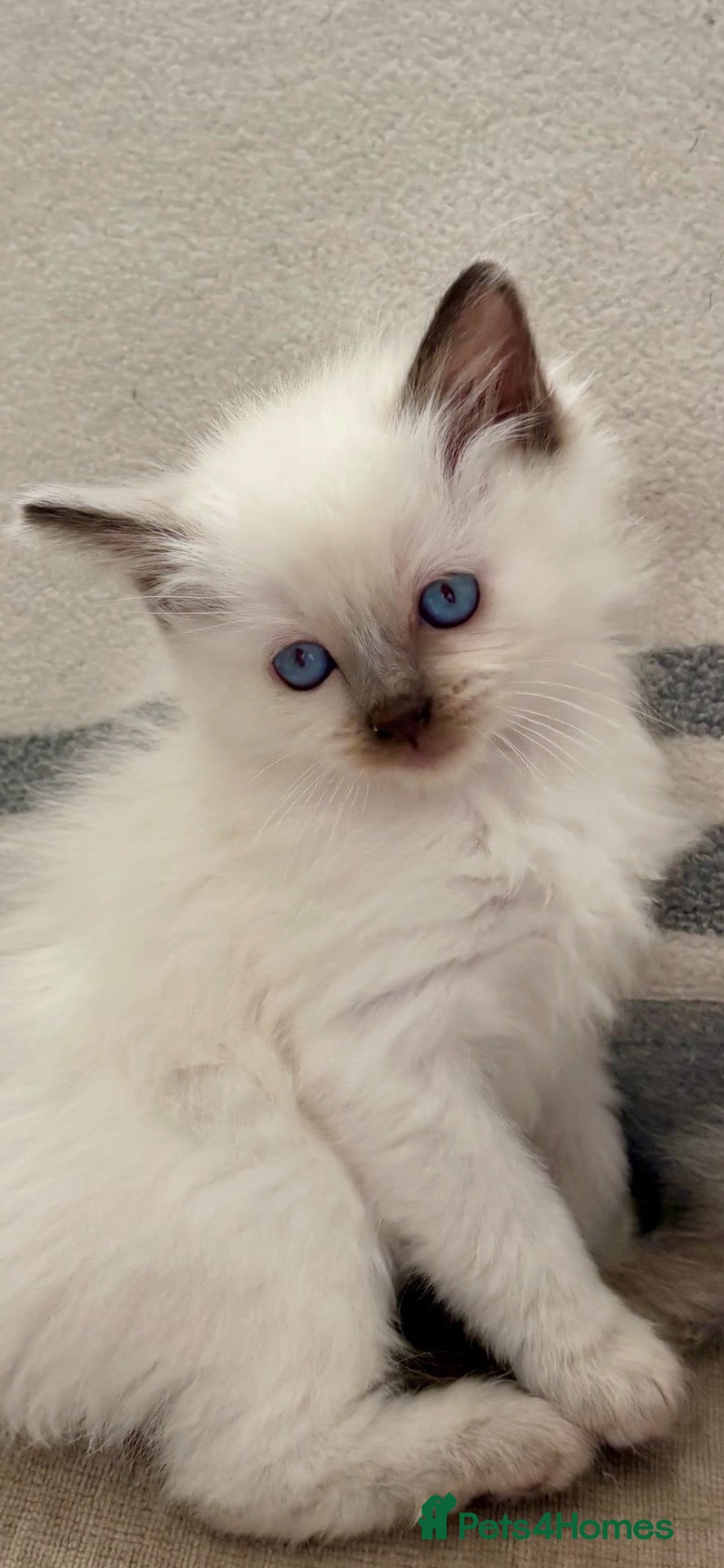 Ragdoll cats for sale: 🩷 BEAUTIFUL GCCF KITTENS  💙  - Advert 2