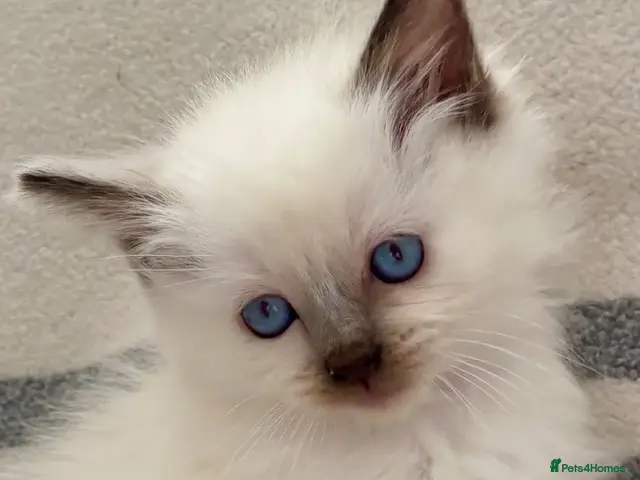 Ragdoll cats for sale: 🩷 BEAUTIFUL GCCF KITTENS 💙 - Advert 2