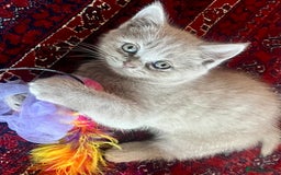 British Shorthair cats for sale: Gorgeous British Shorthair Kittens - Image 8