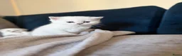 Scottish Fold cats for sale: Silver chinchilla Scottish folds  - Advert 17