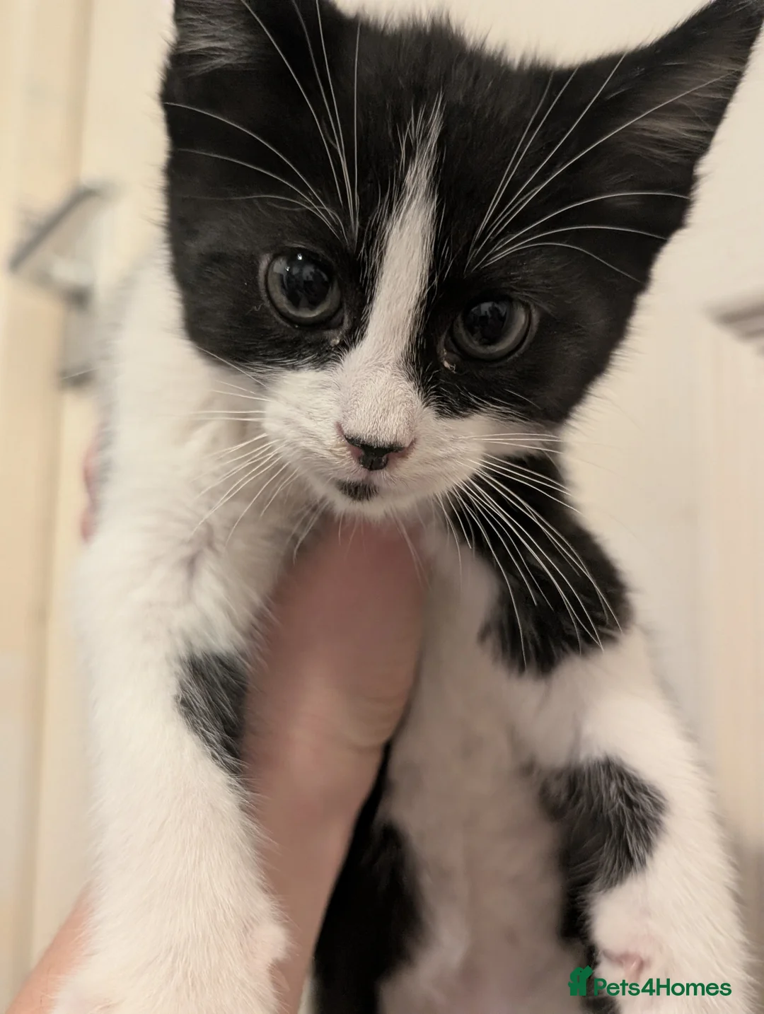 Mixed Breed cats for sale: 4 kittens ready to leave - Advert 6