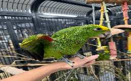 Parrots birds for sale: Stunning rare Magna double yellow headed Amazons  - Image 6