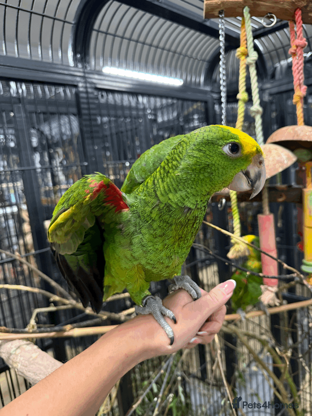 Parrots birds for sale: Stunning rare Magna double yellow headed Amazons  - Image 6
