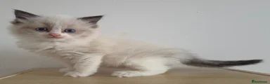 Ragdoll Kitten 3