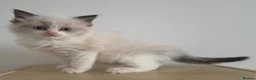 Ragdoll cats for sale: Beautiful ragdolls - Advert 5