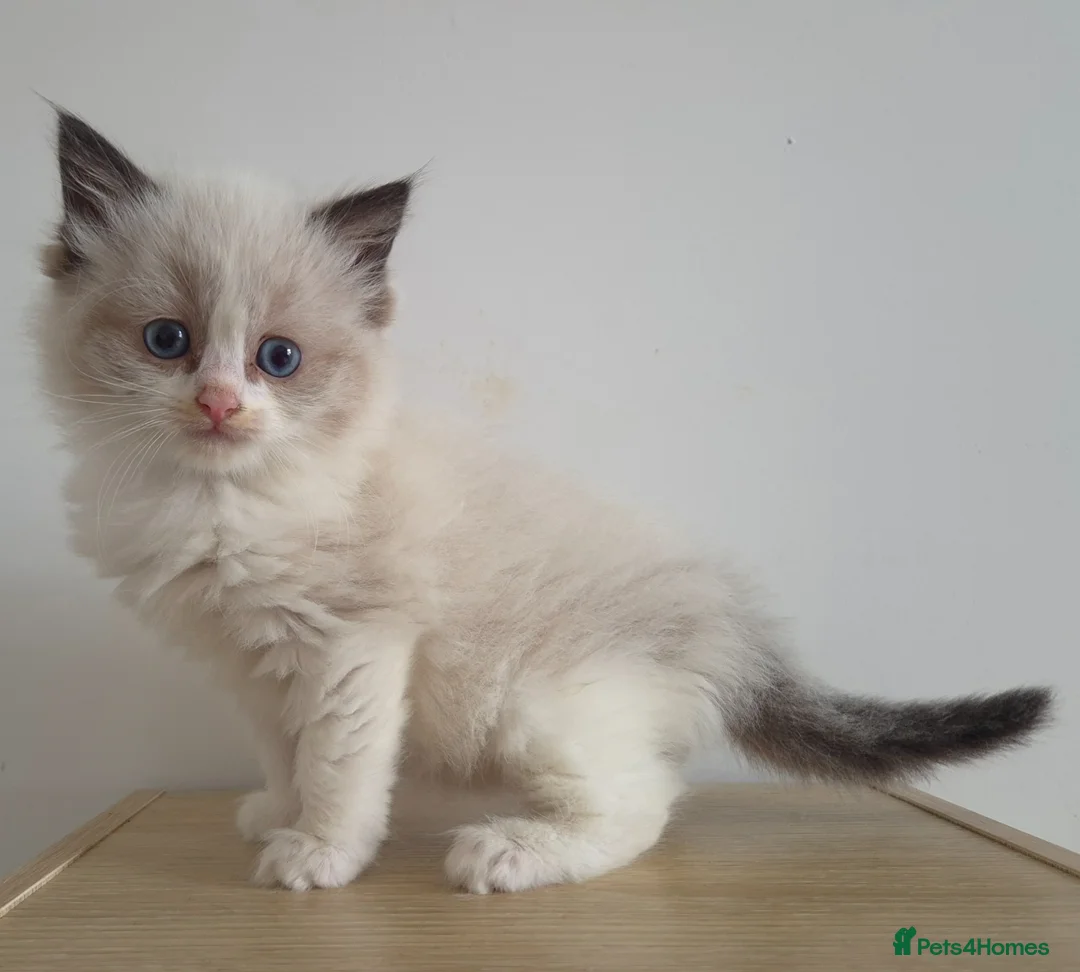 Ragdoll cats for sale: Beautiful ragdolls - Advert 5