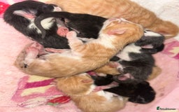 Mixed Breed cats for sale: 1 FEMALE LEFT left  - Image 12