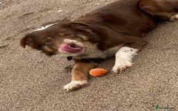 Border Collie dogs for sale: Gorgeous Border Collie - Advert 1