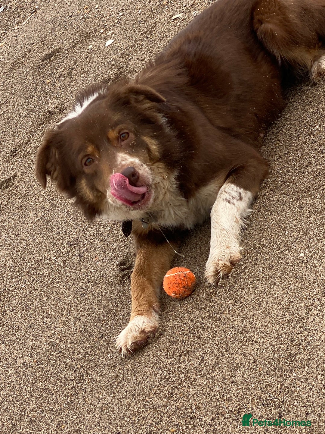 Border Collie dogs for sale: Gorgeous Border Collie - Advert 1