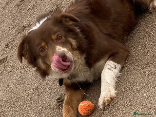 Border Collie dogs Gorgeous Border Collie - Advert 1