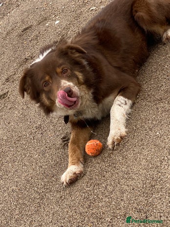 Border Collie dogs Gorgeous Border Collie - Advert 1