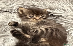 Ragdoll cats for sale: Ragdoll cross Persian kittens - Image 4