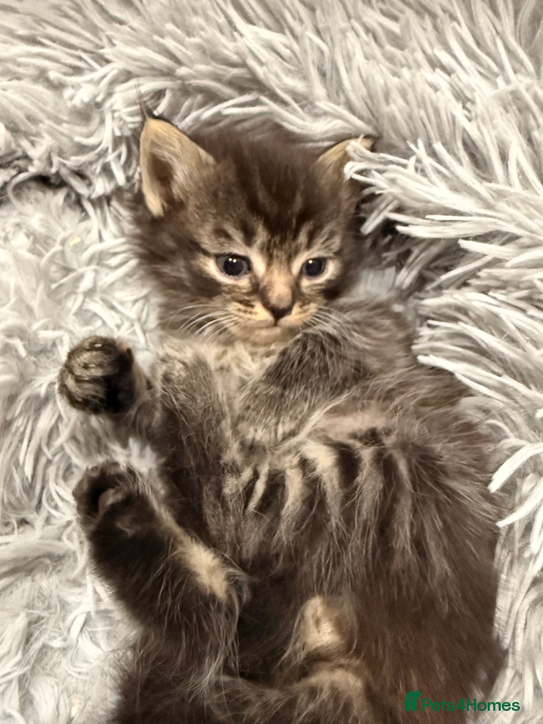 Ragdoll cats for sale: Ragdoll cross Persian kittens - Image 4